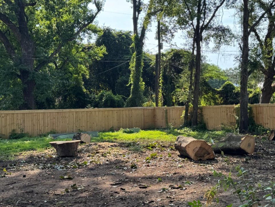 Professional tree trimming by Lion Tree Service and Landscaping LLC